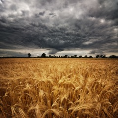wheatfields